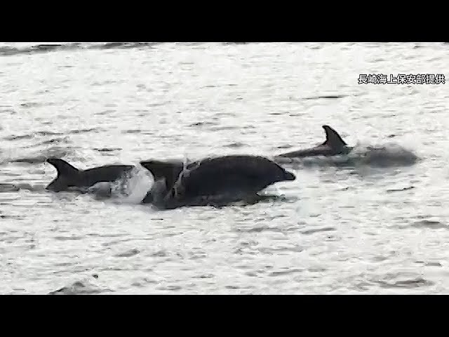 港に50頭のイルカ 「これほどの数珍しい」 - YouTube