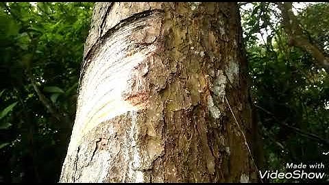 Khai thác nhựa thông trên cây thông rừng tự nhiên