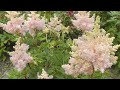 Астильба Арендса Сестра Тереза - Sister Theresa. Astilbe arendsii Hybrida