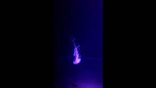 Jellyfish