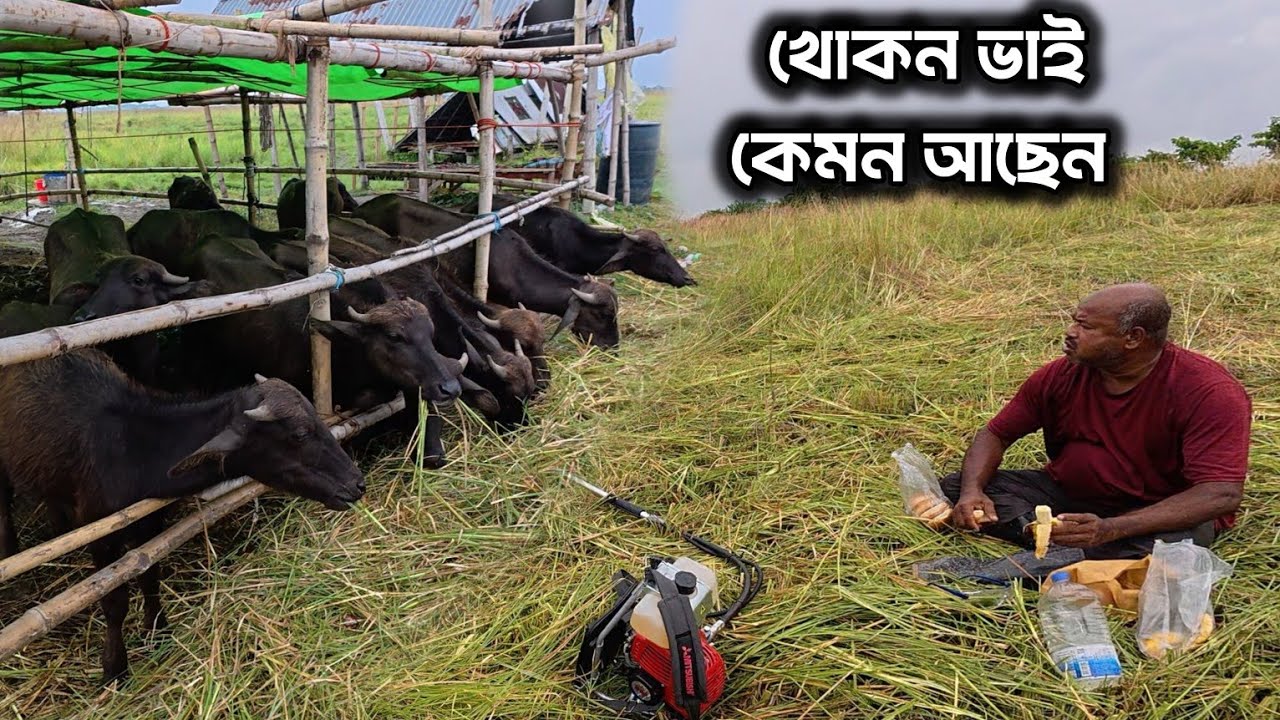 এই বর্ষায় কেমন আছেন খোকন ভাই! আর কতগুলো মহিষ আছে | ফরিদপুর, নন্দলালপুর চর।
