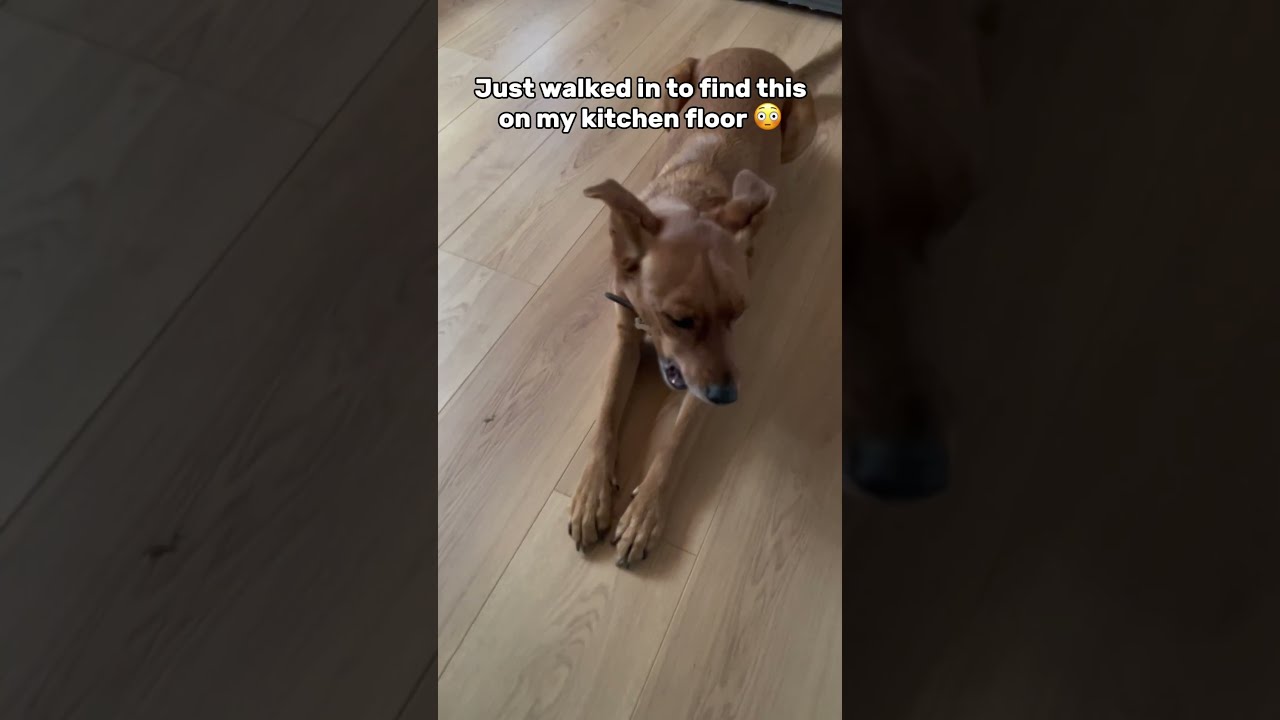 May The Pup Doggy Distribution System Be In Your Favor Tassipo Dogs Funnydogs