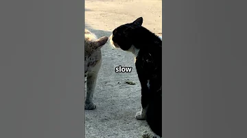 Are You Freaking Out Your Cat Find Out Why Youtubeshorts Catcare Felinefacts 