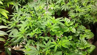 I'm back with that another organic grow