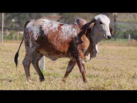 LOTE 17 – FAGULHA FIV CABO VERDE JCVL3273