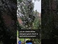 🌿 Einmal Rosmarin, immer Rosmarin. 🤤