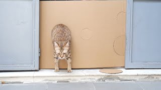 Reducing Hole for the Cat Challenge