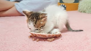 Tiny Rescued Kittens Make a Mess When They Eat, But Still So Cute