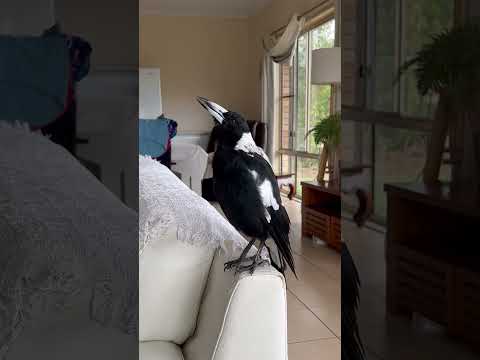Why You Making All That Noise Molly #dog #australianmagpie #birds
