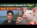 Pig ko vaccine kab or kitne dino ke liye deni cahiye 