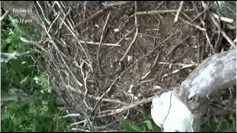 Young Eagle Flies Up Above the Nest for First time - 11 Weeks Old - June 13 2014