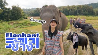 치앙마이 한달살기하면서 가장 좋았던 코끼리 투어, 꼭 해야하는 이유!!l 태국 치앙마이 여행(7)