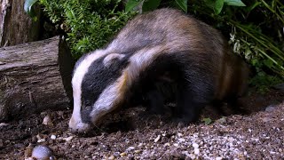 Badger feeding noisily - UHD 4K