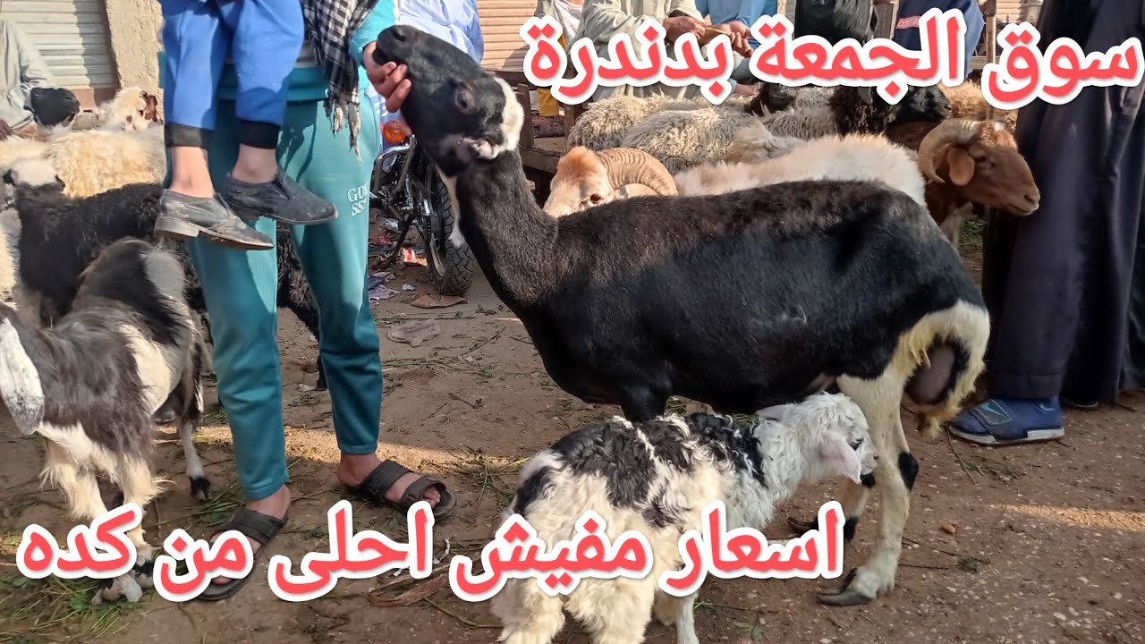 الغنم والماعز اسعار احلى من كده مفيش 👌من داخل سوق الجمعة بدندرة✅✅ قنا