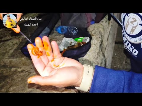 الطريقة السحرية لتطعيم دود الاسمعلاوي لو عاوز تصتاد دنيس ملكيات دوارد