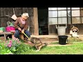 田舎のおばあちゃんと猫