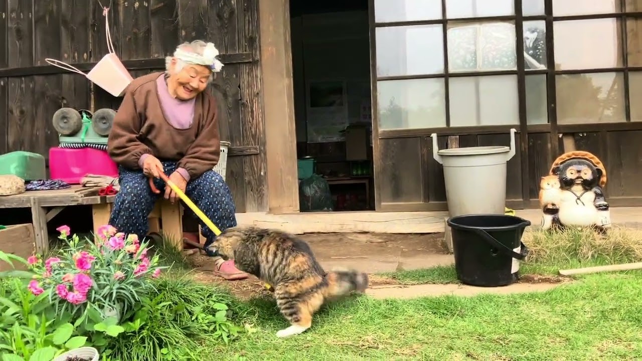 田舎のおばあちゃんと猫
