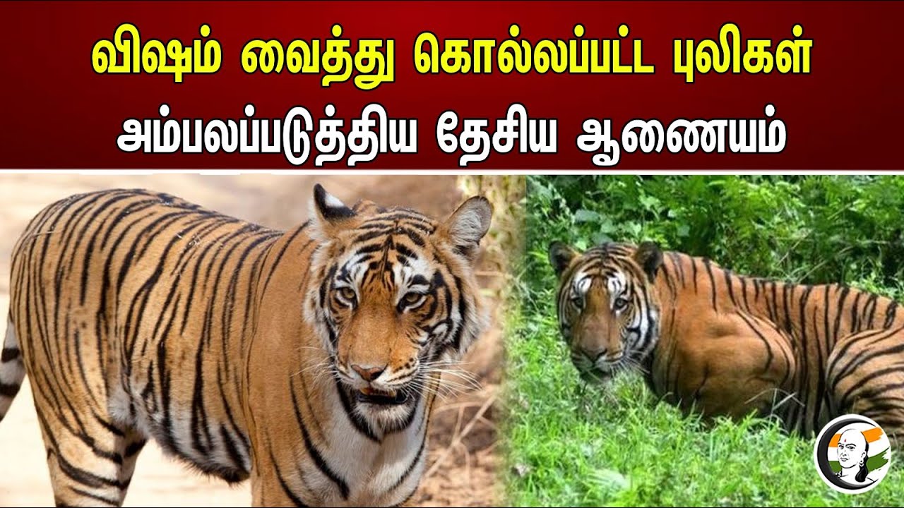 விஷம் வைத்து கொல்லப்பட்ட புலிகள்! அம்பலப்படுத்திய தேசிய ஆணையம் | Tigers killed by poison | Tamilnadu