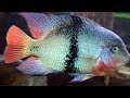 American cichlids வண்ண மீன்கள்