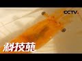 《科技苑》把两只红虾养成满塘“红” 20190313 | CCTV农业