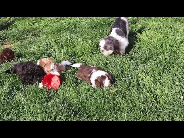 Dunkin video thumbnail