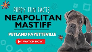 Everything you need to know about Neapolitan Mastiff puppies!