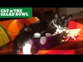 Cat and the Salad Bowl...