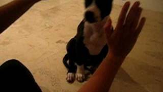 Staffy Doing Dog Tricks
