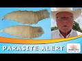 Deadly Screwworm Parasite Returns to Texas, Threatens Cattle