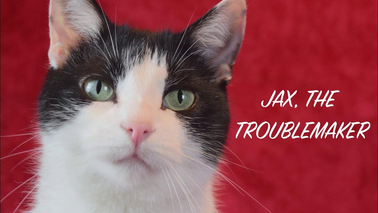 JAX "the Troublemaker" Amazing Acrocats Most Popular Cat 2021 YouTube