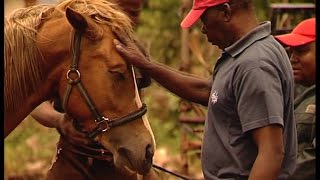 Play video: ENOS MAFOKATE - the life & dedication of Soweto horseman "exraordinaire" Enos Mafokate.