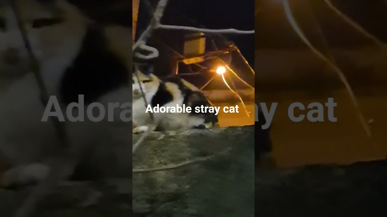 Очаровательный бездомный кот