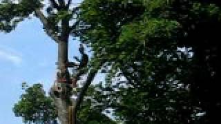 Mark Chisholm - tree removal 2