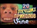 Лучшие Приколы Vine! (ВЫПУСК 43) [17+]