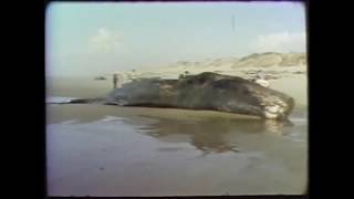 The Disastrous exploding Whale of Florence, Oregon - Original News Broadcast