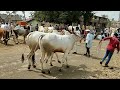 || बैल बाजार संकेश्वर कर्नाटक || बळीराजा || Cattle Market Sankeshwar Karnatak || Baliraja ||