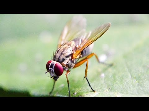 Video: Je, mayai ya mchwa yanafananaje?