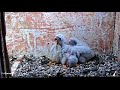 American Kestrel Chick Swallows Entire Snake – June 27, 2018