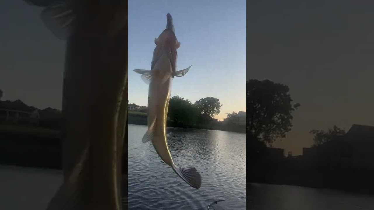 Catching like 67 bass#baitandwait #swimbait #bassfishing