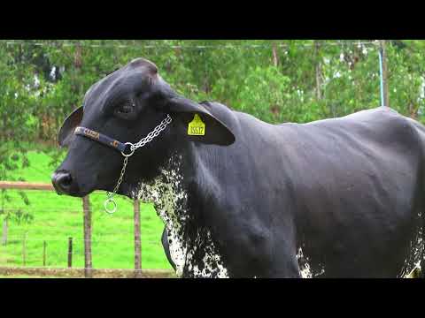 LOTE 144   KÉSIA FIV MYTYME SANTA LUZIA   1561CL