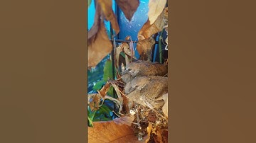Turtle Dove breeding-29 longly Baby birds- mother Dove away