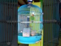 Lovebird PASJO, Ngetik, cocok untuk pancingan, dijamin langsung ngekek