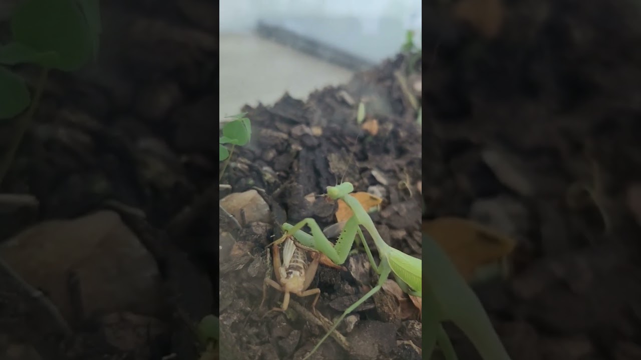 Praying mantis eating cricket head
