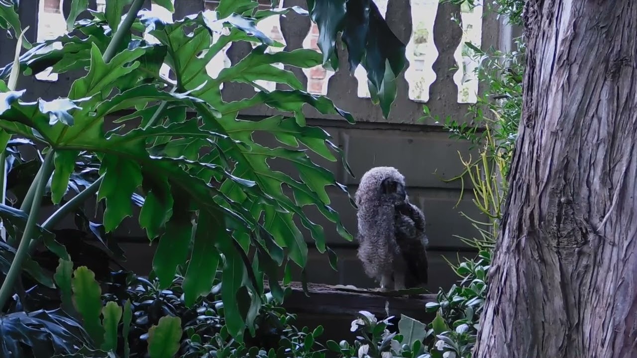 “A Quiet Afternoon in the Owl Nest – Learning Balance”