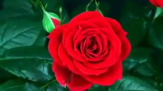 When Do Roses Bloom