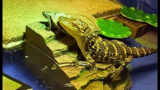 Alligator Habitat - the Painting Gator,  Julia Stiles &amp; Turtle Cam Skattebo  -'A DAY IN THE LIFE of'