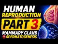 Human Reproduction Chapter One Shot Part 3 | Mammary Gland + Spermatogenesis | Class 12th NEET