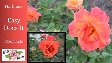 Thumbnail of 🌹 Easy Does It Rose (1st Season) /Harkness / Floribunda