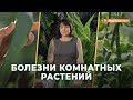 Как вылечить болезни комнатных растений