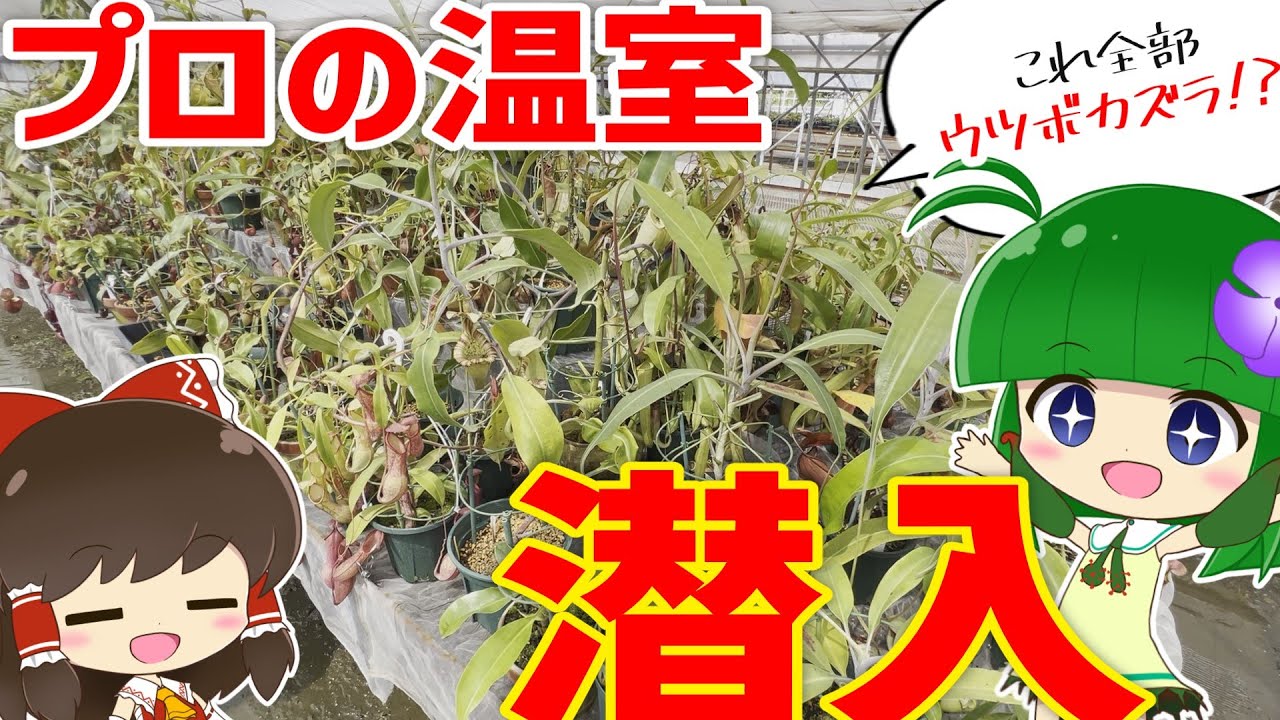 【意外な視点も】その道のプロが食虫植物を育てるとこうなります